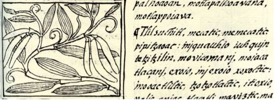 codex florentinus